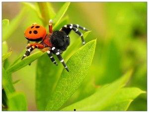 蜘蛛头,揭秘神秘生物的智慧与奥秘